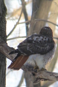 Red-tailed Hawk (back)