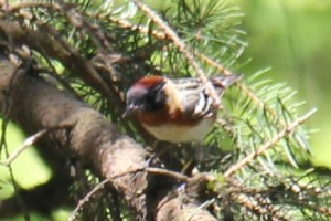 Bay Crested Warbler (13/05/2022)