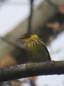 Cape May Warbler (10/05/2022) front view